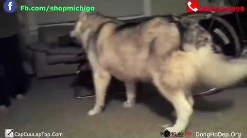 Thánh Lồng Tiếng Chết cười với động vật P9