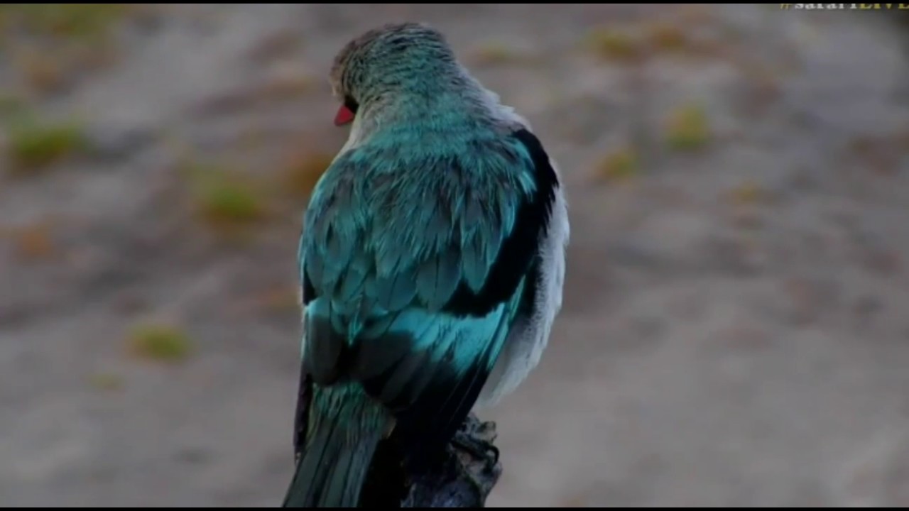 sindile faku April 14, 2017- sunrise- Woodland Kingfisher at Djuma waterhol while Byron looks on