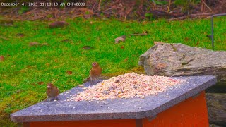 Holy Loch And Garden Wildlife Dunoon Scotland