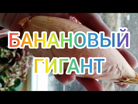 Семена Лука Банановый Гигант Золотистый Купить