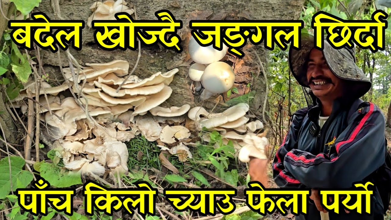 थापा दाइको जङ्गलमा ब्या एको बँदेल खोज्न जादा एउटै ठुटामा 5 किलो जङ्गली च्याउ  out door piggery