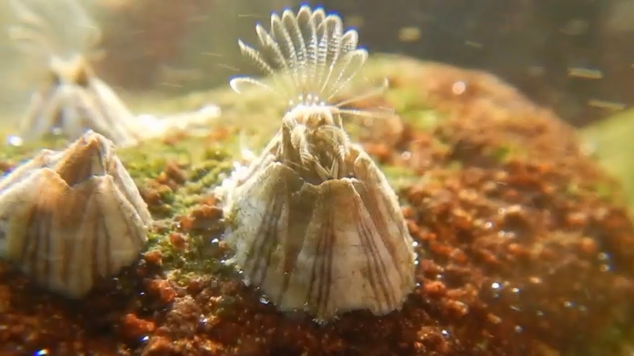 【フジツボ】ぴろっぴろっ蔓脚（まんきゃく）観察。 YouTube