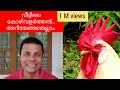 വീട്ടിലെ കോഴിവളർത്തൽ/KOZHI VALARTHAL TIPS/ENTE KOZHI KRISHI/HOW TO START POULTRY REARING