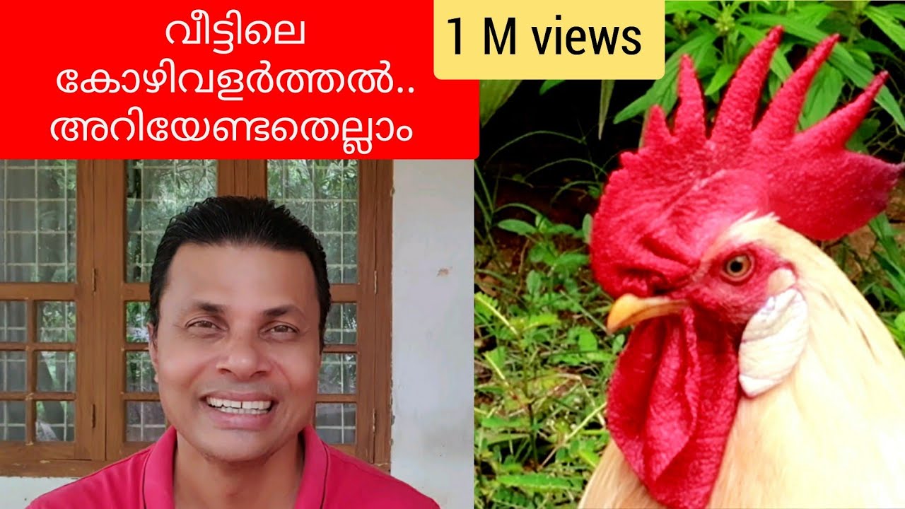 വീട്ടിലെ കോഴിവളർത്തൽ/KOZHI VALARTHAL TIPS/ENTE KOZHI KRISHI/HOW TO START POULTRY REARING