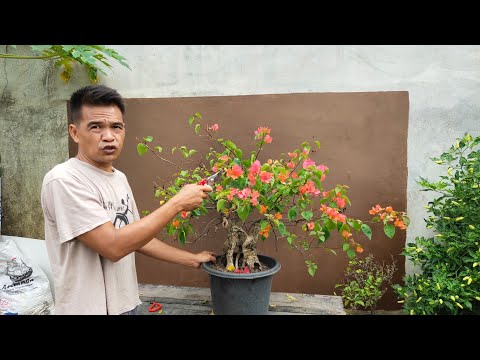 Video: Memotong Tanaman Bougainvillea - Pelajari Cara Memangkas Tanaman Bougainvillea