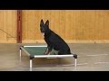 Beautiful German Shepherd Beautiful German Shepherd