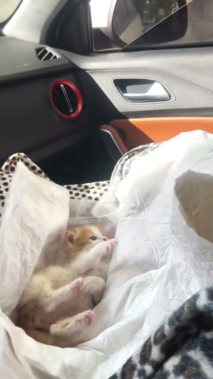 Max très mignon petite chaton d'amour