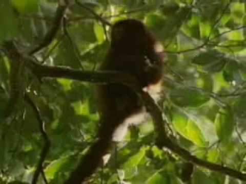 Biodiversidad, Selva Tropical.wmv