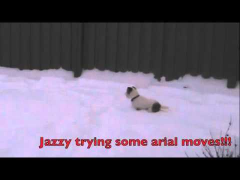 Jingle Bells Jack Russell Style