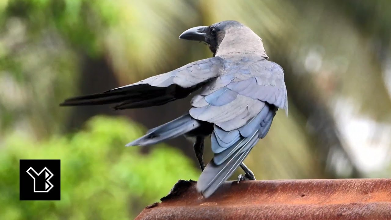 House crow in Kotte filmed with Nikon super zoom camera - video 5