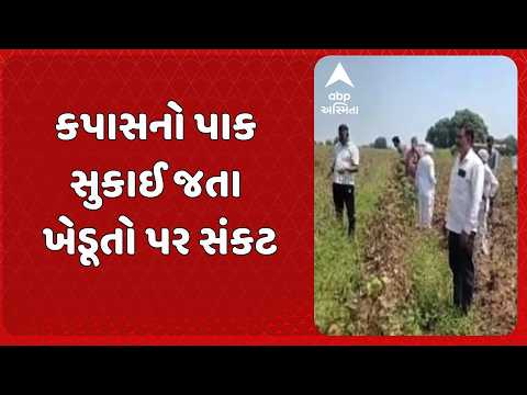 Botad Farmer | ખેડૂતોની મહેનત પર પાણી ફરી વળ્યું! કપાસના પાકમાં સુકારો, 5 હજાર વીઘા અસરગ્રસ્ત