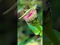 find your center watching butterflies feeding in the fall