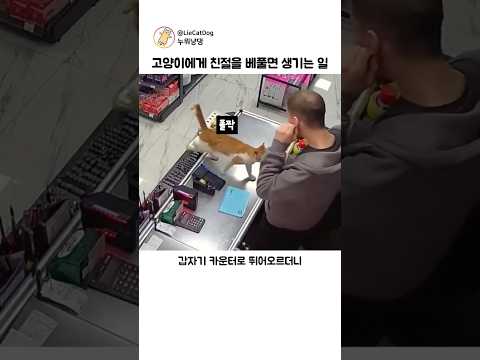 고양이에게 친절을 베풀면 생기는 일 thumbnail