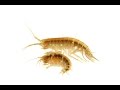 Tie the freshwater shrimp (Gammarus)