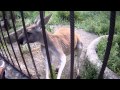Ялтинский зоопарк Сказка в Крыму