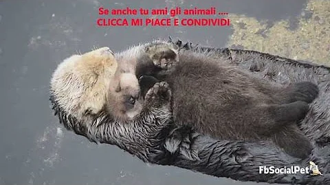 Quanto costa un cucciolo di lontra?