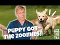 Why has my dog got the zoomies  ask the vet with dr scott miller