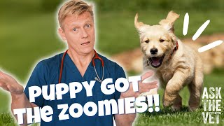 Why has my dog got the zoomies?! | ASK THE VET with Dr Scott Miller