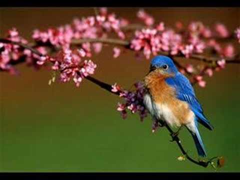 GABUID TRCHUN (Bluebird) - Conj. KUSAN - MIRTA SAT...