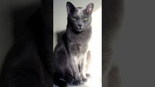 Rarest Domestic Cat Breeds (According To Google)