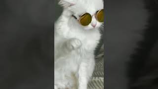قطه لبسه نظارة 😎 🧐