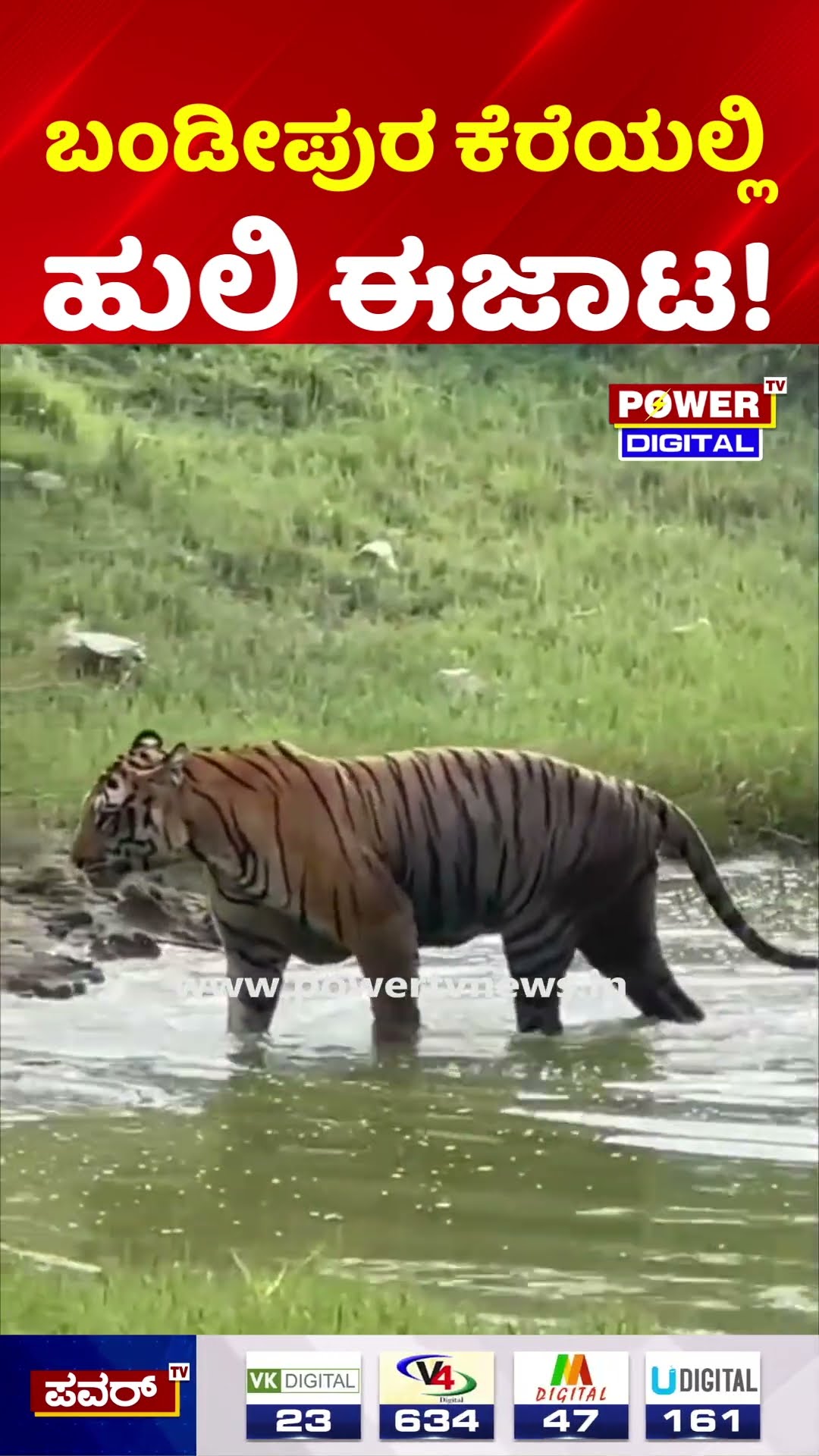 Tiger Swimming in Bandipur Lake | ಬಂಡೀಪುರ ಕೆರೆಯಲ್ಲಿ ಈಜಾಡಿದ ಹುಲಿರಾಯ!