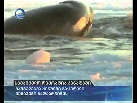 სამაშველო ოპერაცია კანადაში