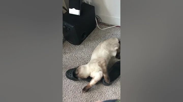 Video 6091571: chocolate point siamese, siamese girl, baby siamese