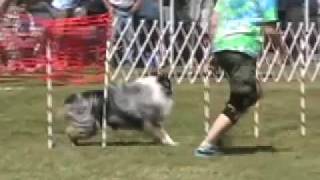 Blue Merle Australian Shepherd at Agility Trial, July 2009