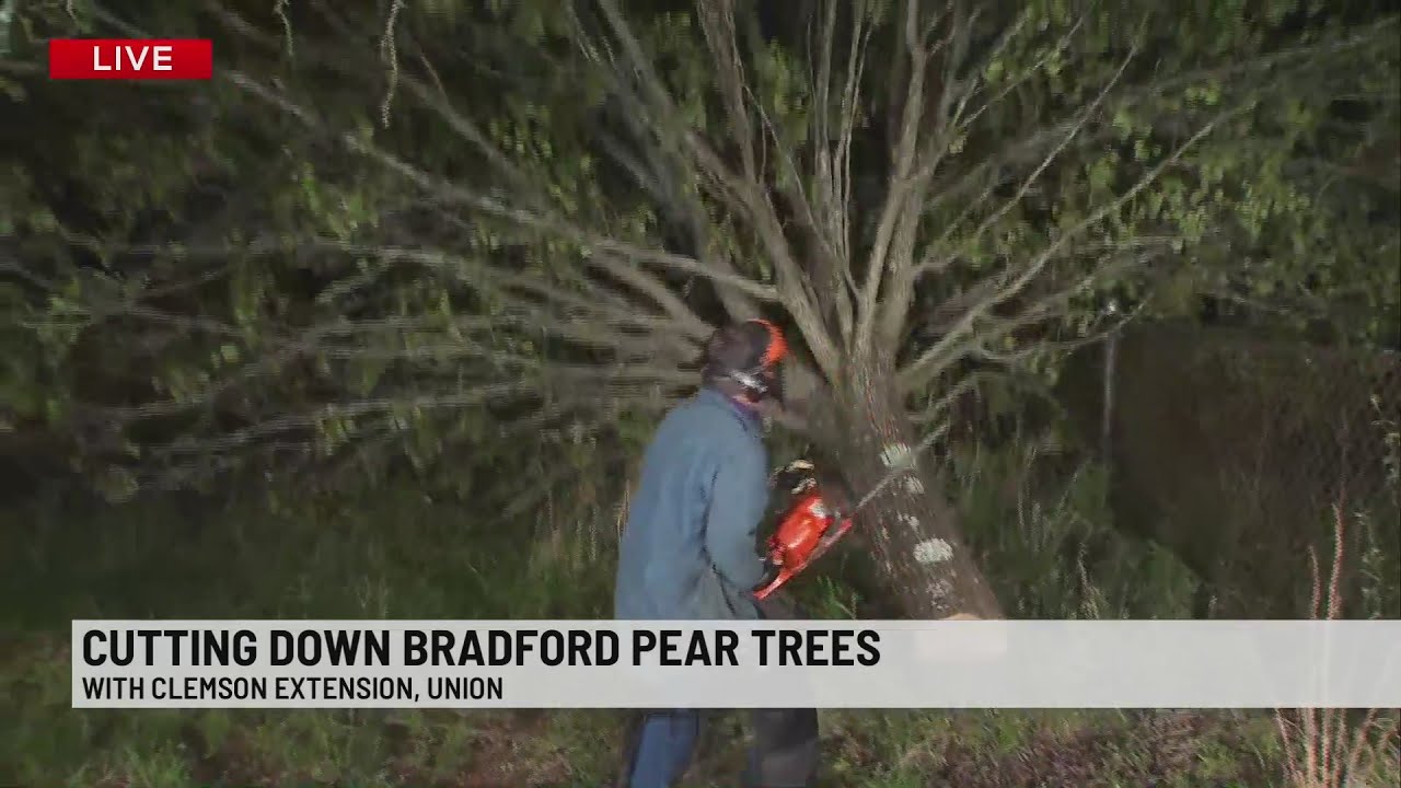 Bradford Pear take down