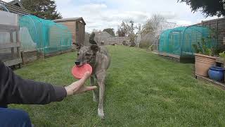 Fetch 10 Items - Part 4 Dog Olympics by Kathleen Tepperies CTDI, CAP3, FSG1 48 views 14 hours ago 2 minutes, 21 seconds
