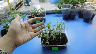 видео Георгины - уход и выращивание из семян в домашних условиях