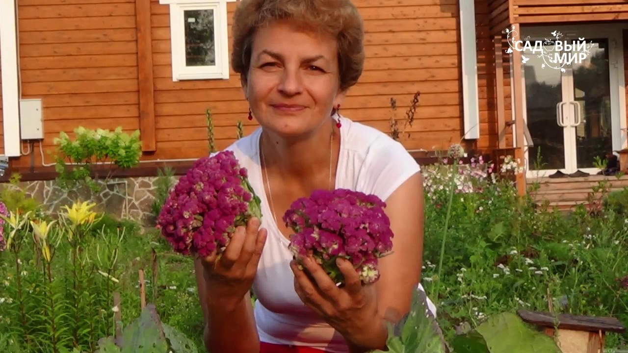 Почему не завязалась цветная капуста