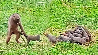 Baboon Throws Mongooses By Their Tails