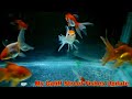 My Galiff Street Fishes Update || Goldfish Form Galiff Street || Lemon Head Oranda, Ryukin Goldfish