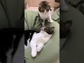 猫がケンカしちゃった😹#shorts