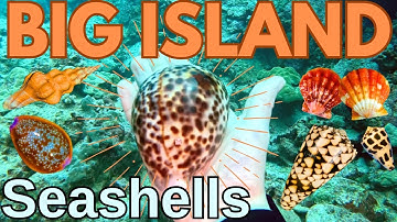 Searching for Seashells on Big Island Hawaii | Rare Cone Shells + Sunrise Shells!
