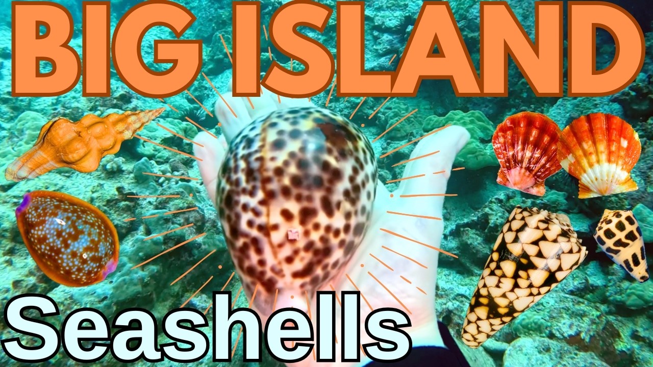 Beachcombing and Diving Big Island Hawaii | I found the deadliest cone ...