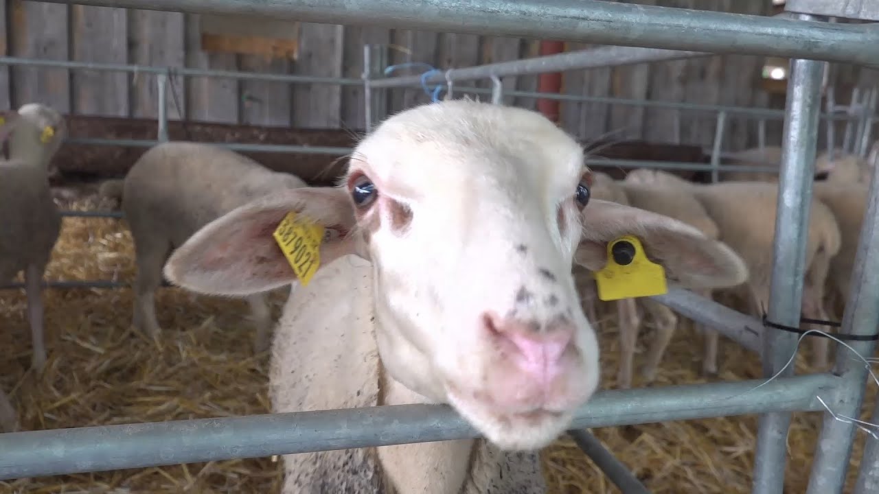 Ovečky spod Vtáčnika ostrihali