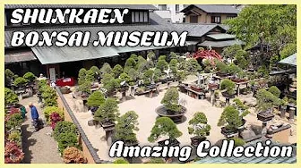 Tokyo’s Secret Bonsai Garden with Breathtaking Japanese Maples