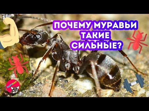 Почему муравьи такие СИЛЬНЫЕ?