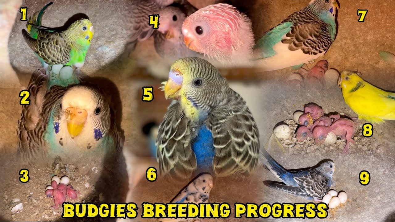 Budgies Breeding Progress 2026💙💛