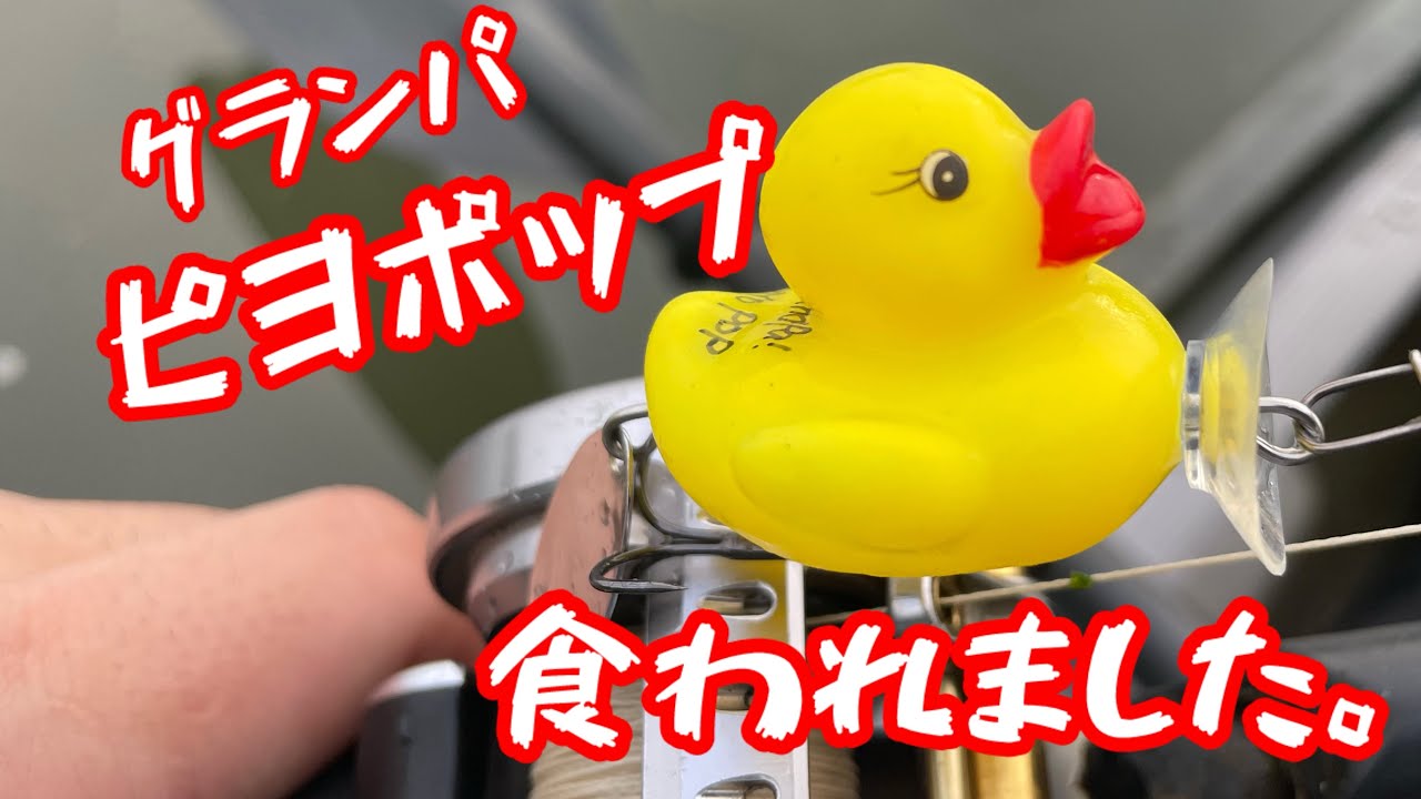 #トップウォーター #カヤックフィッシング #バス釣り #グランパ#ヒヨポップ#fishing #デカバス #bassfishing #鬼怒川バス釣り #アメリカナマズ