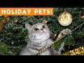 Cutest Holiday Pets Compilation 2018   Funny Pet Videos