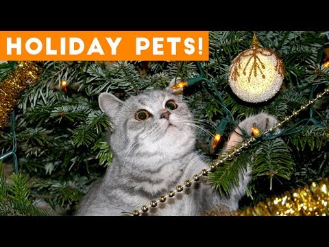 cutest-holiday-pets-compilation-2018-|-funny-pet-videos