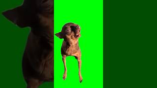 Green Screen Screaming Dog Meme