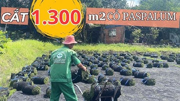 Cung Cấp 1.300 m2 Cỏ Paspalum (cỏ Golf) - tại vườn cỏ Đại Phúc | Cỏ Golf Đẹp, Giá Tốt tại TpHCM