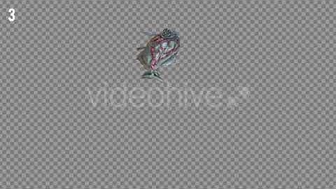 Pirana 1 Realistic Pack 4 | Motion Graphics - Envato elements