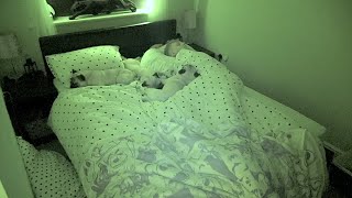 Sleeping With 3 Pugs!
The Series Finale!
What its like to share a bed with 3 pugs part 3!
This was filmed almost 2 years ago, but I thought Id finally post it for everyone to enjoy! Is this a familiar sight? Let me know how your dogs sleep on a night in the comments down below!
Give us a thumbs up if you enjoyed the video and Subscribe if youre not already!
Patreon - https://www.patreon.com/thatpugpablo
Instagram - https://www.instagram.com/karllittle
License; Sleeping With 3 Pugs!