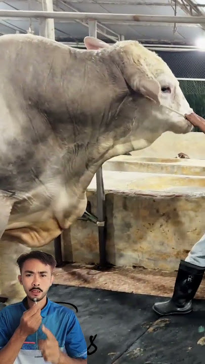 Sapi yang memiliki bobot 15 ton #faktaunik #infounik